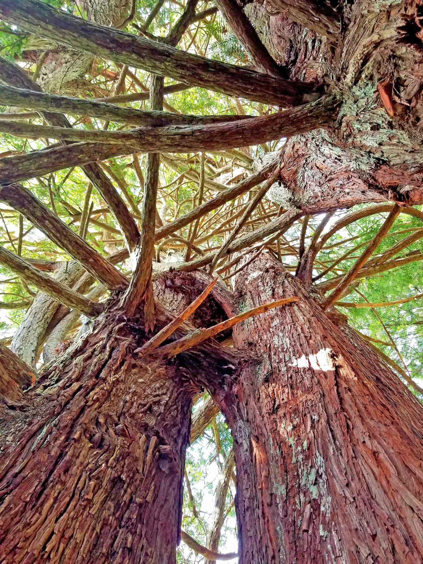 Intertwined Redwoods – Beautiful Scenery of Northern Hardwood Forest, Ideal for Decorations, Wall Art, Posters and Interior Design - @AllenbyArt