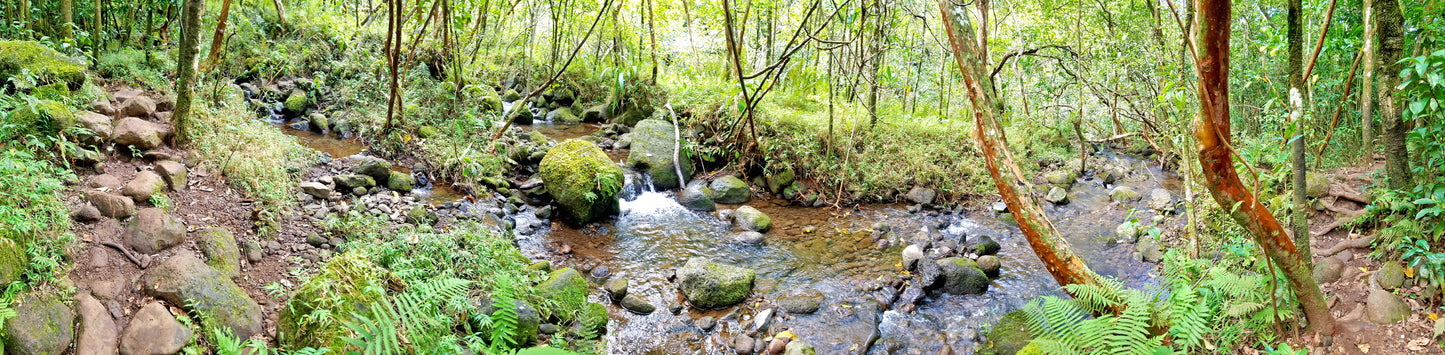 Kauai Forest – Beautiful Scenery of Forest, Ideal for Decorations, Wall Art, Posters and Interior Design - @AllenbyArt