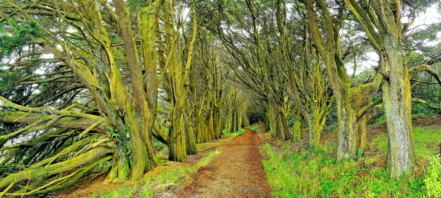 Old Growth Road – Beautiful Landscape Scenery of Forest Road Ideal for Decorations, Wall Art, Posters and Interior Design - @AllenbyArt