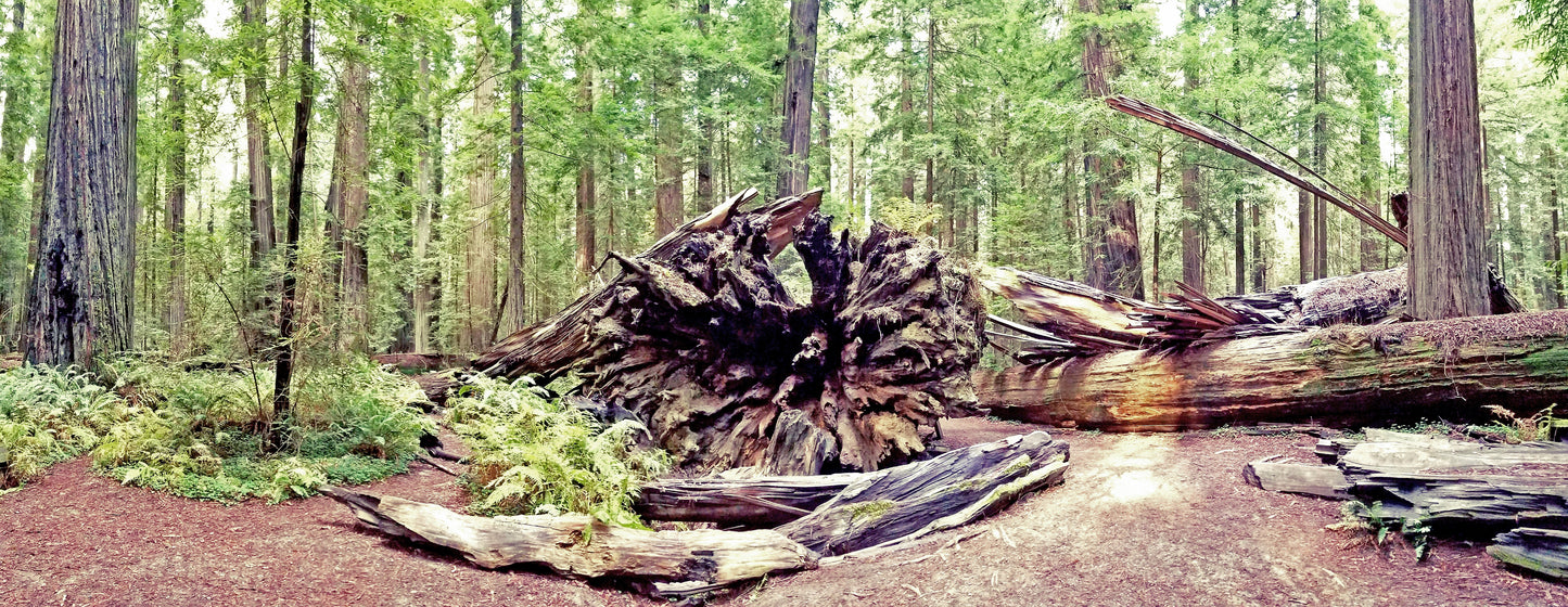 Redwood Roots – Beautiful Scenery of Roots, Ideal for Decorations, Wall Art, Posters and Interior Design - @AllenbyArt