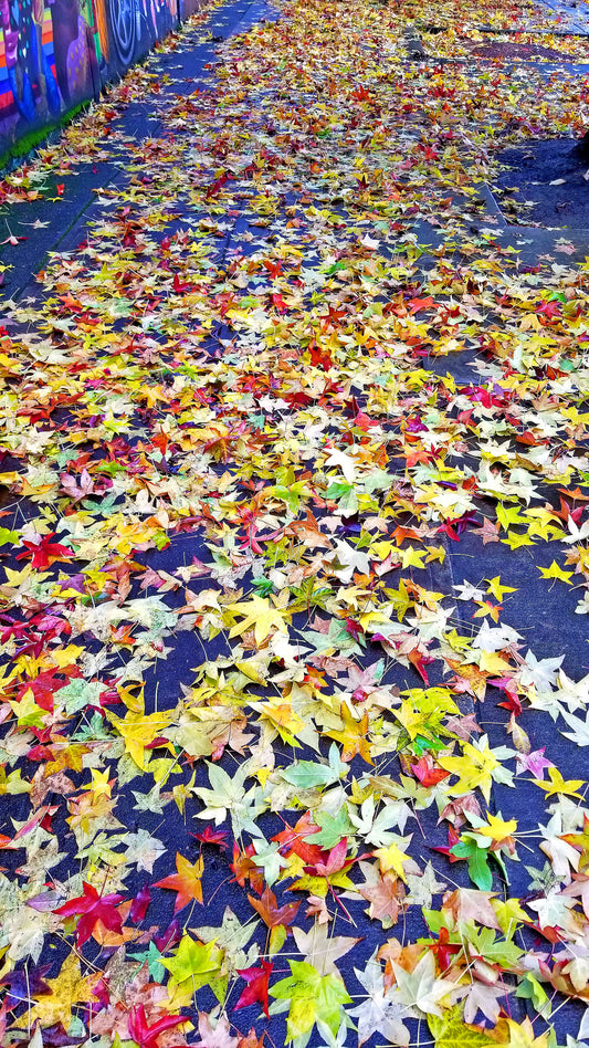 Beautifall – Beautiful Natural Scenery of Autumn Ideal for Decorations, Wall Art, Posters and Interior Design - @AllenbyArt