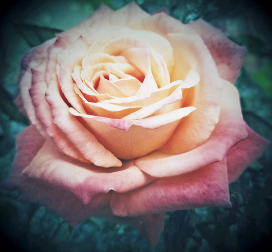 By Any Other Name – Beautiful Scenery of Soft Shaded Colour Rose Ideal for Decorations, Wall Art, Posters and Interior Design - @AllenbyArt