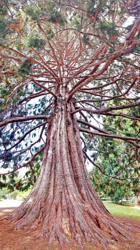 Great Sequoia – Beautiful Scenery of Temperate Broadleaf and Mixed Forests Ideal for Wall Art, Posters and Interior Design - @AllenbyArt