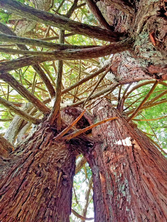 Intertwined Redwoods – Beautiful Scenery of Northern Hardwood Forest, Ideal for Decorations, Wall Art, Posters and Interior Design - @AllenbyArt