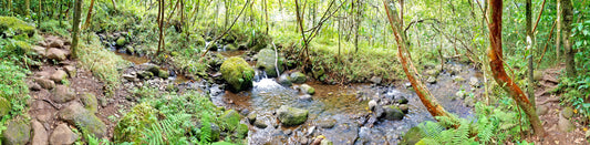 Kauai Forest – Beautiful Scenery of Forest, Ideal for Decorations, Wall Art, Posters and Interior Design - @AllenbyArt