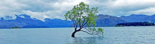 That Wanaka Tree – Beautiful Landscape Scenery of Lough Ideal for Decorations, Wall Art, Posters and Interior Design - @AllenbyArt